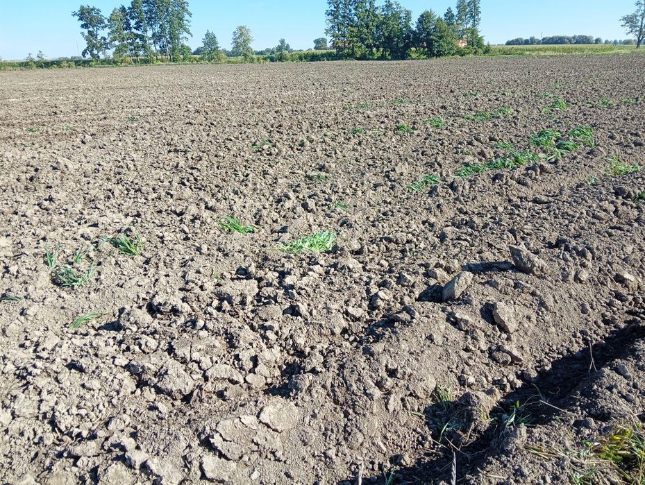 Grunt Ziemia rolna działka Piotrowice gmina Warta 3.08 ha