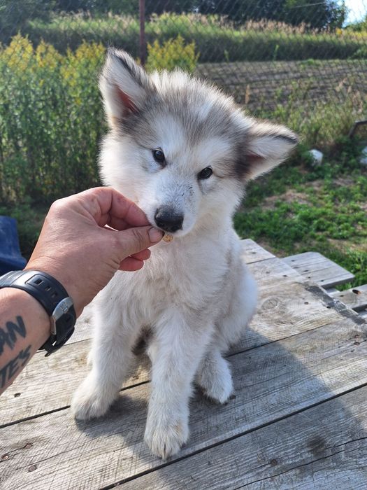 Alaskan Malamute FCI / ZKwP