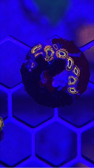 Frags corais 15€ a maior parte deles - Para aquário de água salgada
