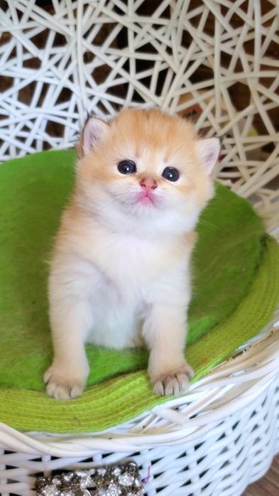 Ласковые лапули, ручные котята золотая шиншилла