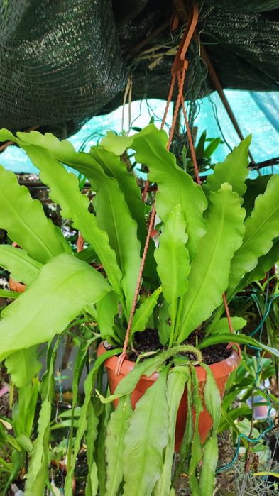 Lindo epiphyllium cor rosa.