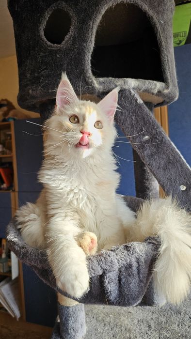 Котёнок,  котик породы мейн-кун