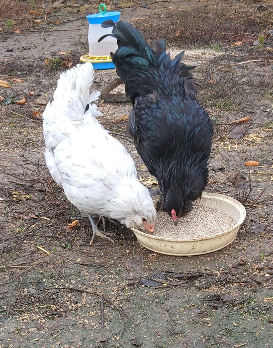 Інкубаційні яйця (мікс) Амераукана + Ломан Браун