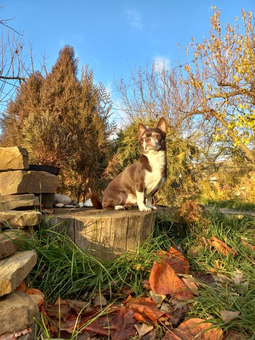 Вязка чихуахуа шоколадный кобель