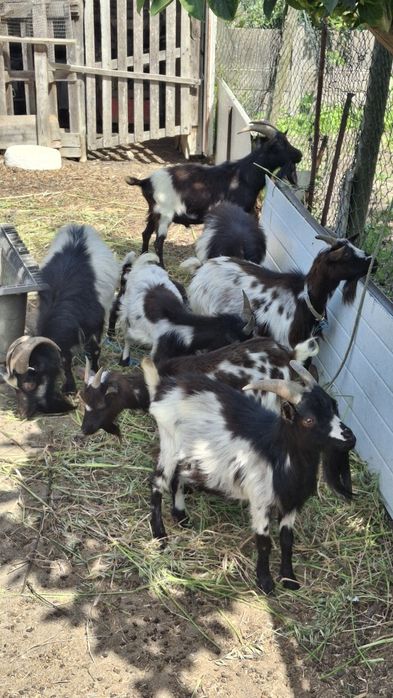 Lote Cabras Anãs