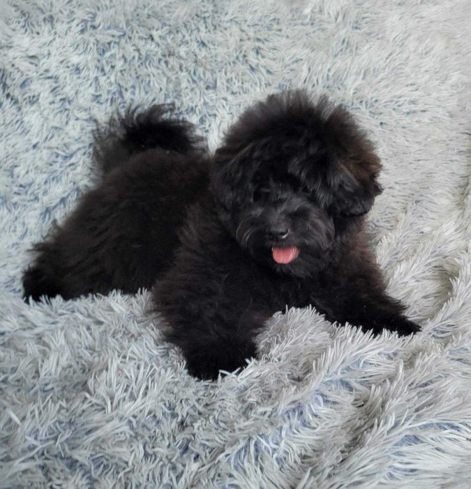 Teddy неймовірно імпозантний плюшка ПомаПу (PomaPoo) зі столиці