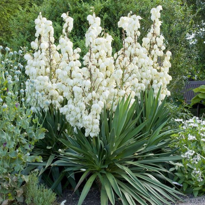 Юкка нитчатая(Yucca filamentosa)