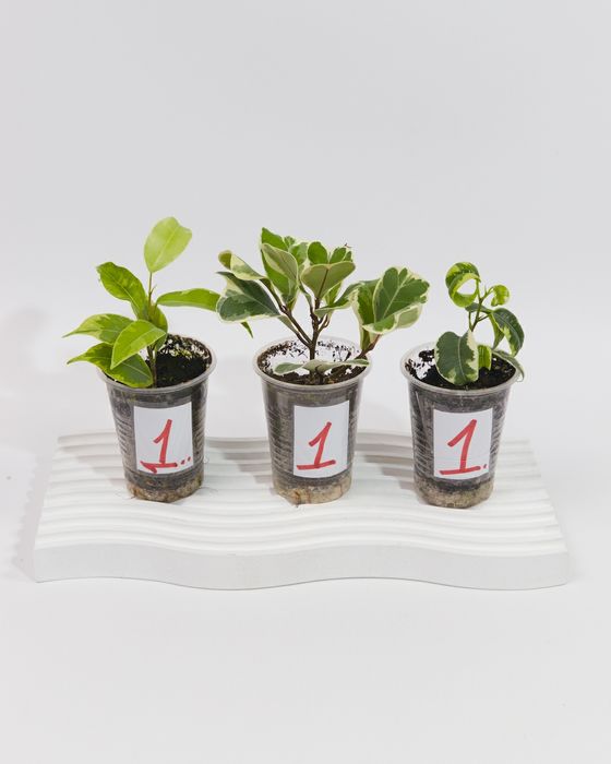 Набір укорінених живців фікусів із трьох видів.