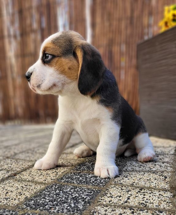 Beagle piękny suczka