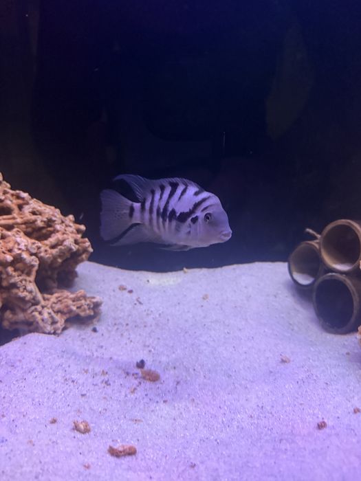 Подарую нерестову пару рибок акваріумних тригібридний папуга тигровий