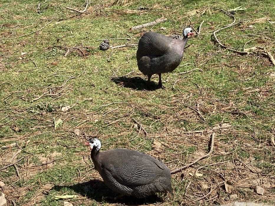 Ovos caseiros - animais criados ao ar livre no campo