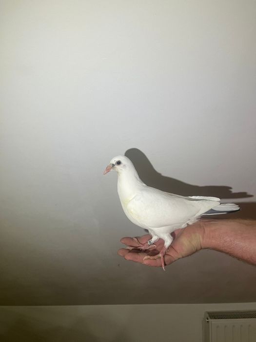 Gołąb pocztowy bardzo dobrego pochodzenia