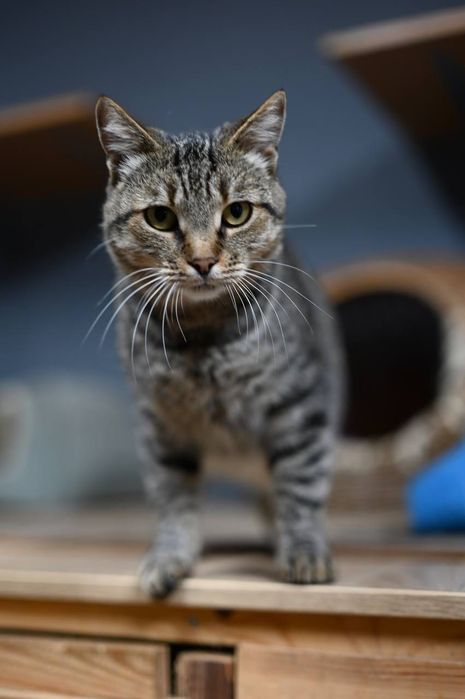 Котик Василий из приюта бесплатно