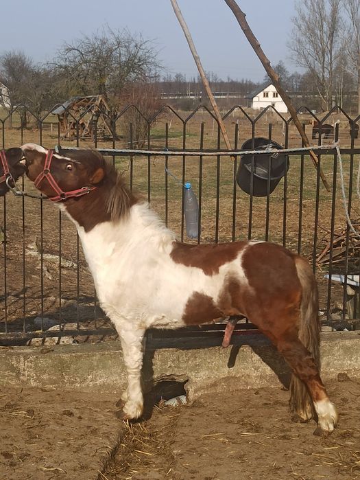 Kucyk, ogier,zaprasza