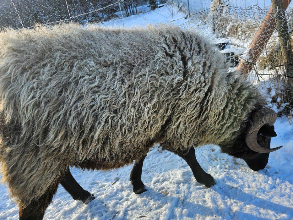 Sprzedam barana wrzosówki