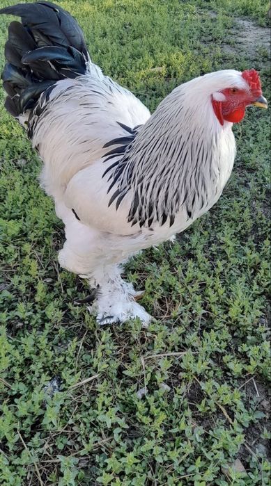 Продам півня породи Брама світла