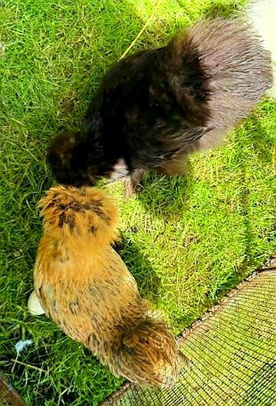 Rosy kury silki kury araukany naturalne ekologiczne kury