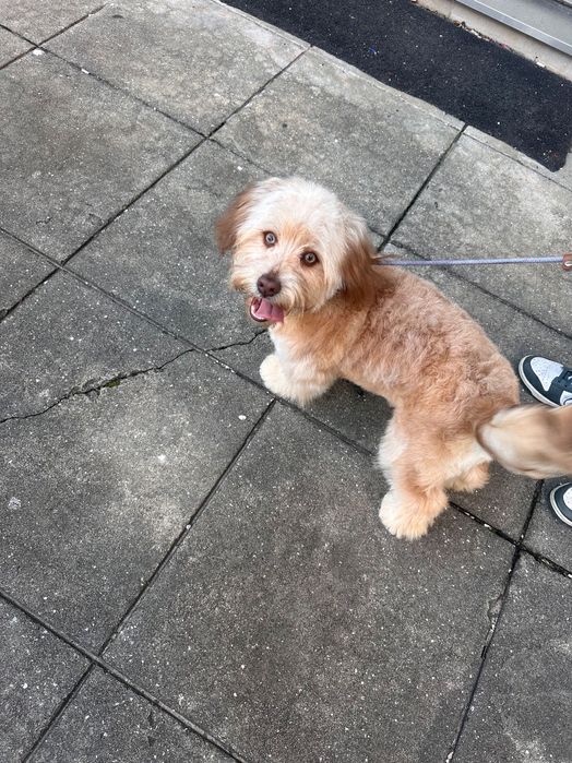 Brownie - cão castanho