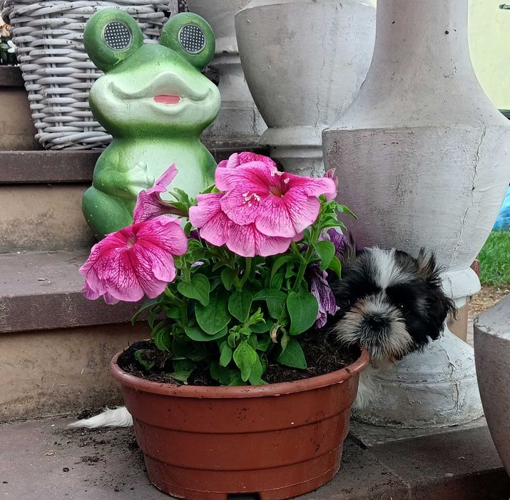 Piękna suczka  shih tzu