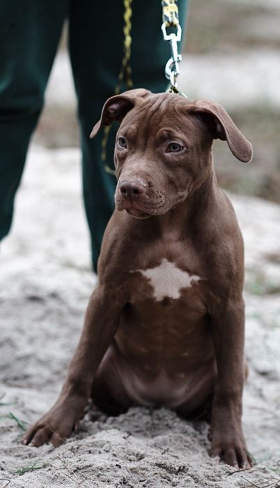 АПБТ , Питбуль , Американський пітбультер'єр , Цуценя пітбуля