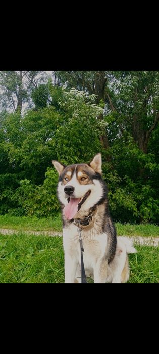 песик породи хаскі