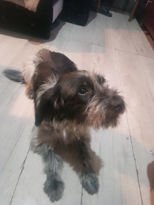 Piesek na wydanie za darmo