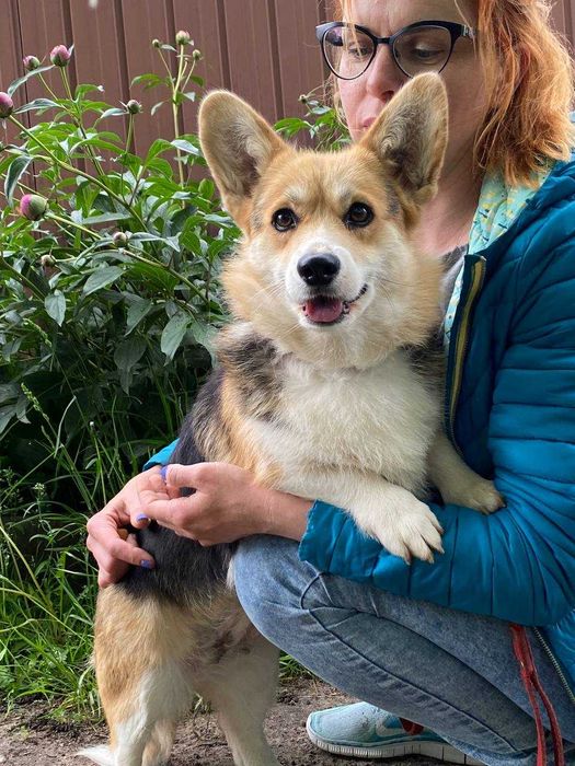 Шикарна дівчинка вельш коргі пемброк