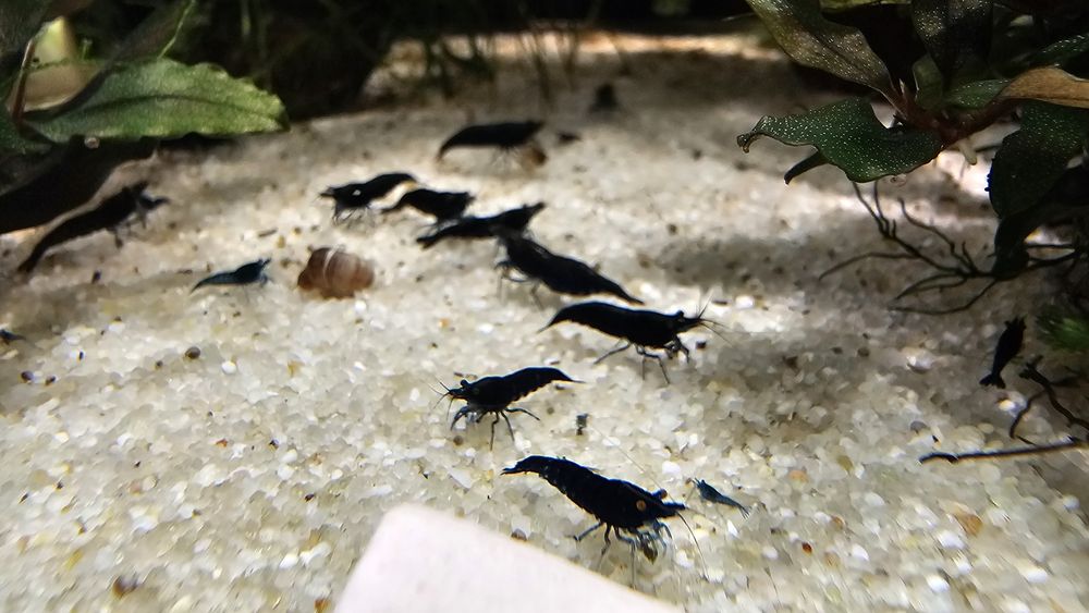 Krewetki black czarne krewetka black 1 szt.