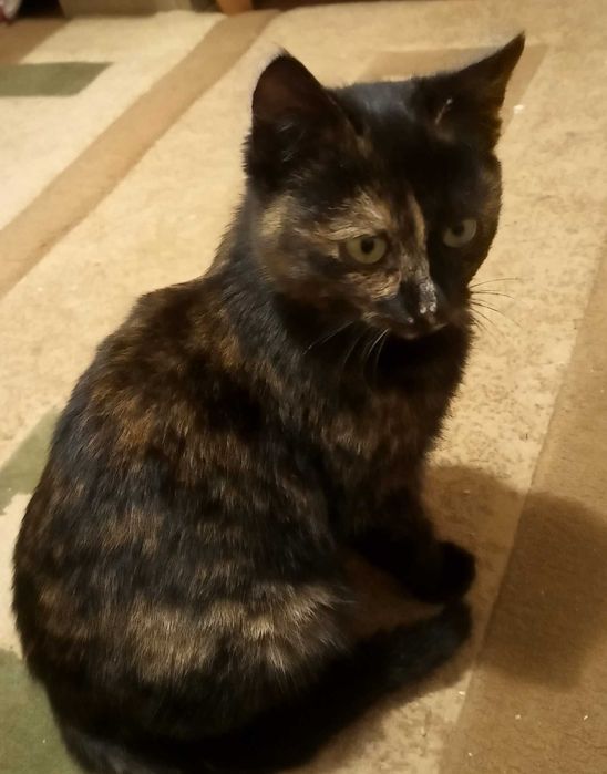 Гарненька кицька черепахового окрасу