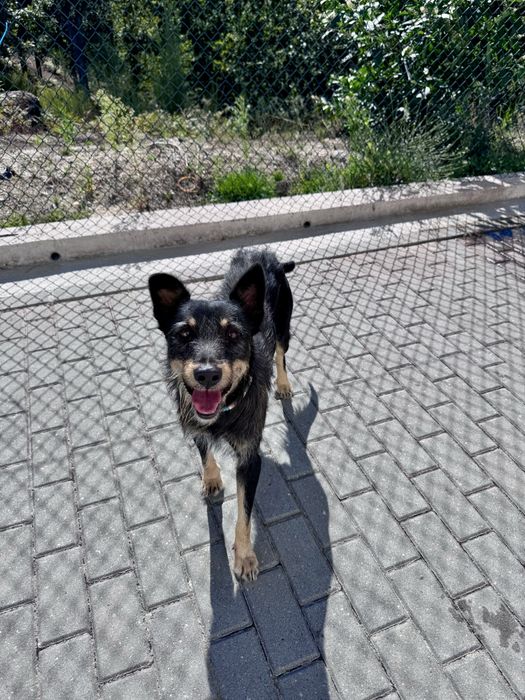 Scruffy - 3 anos, porte médio