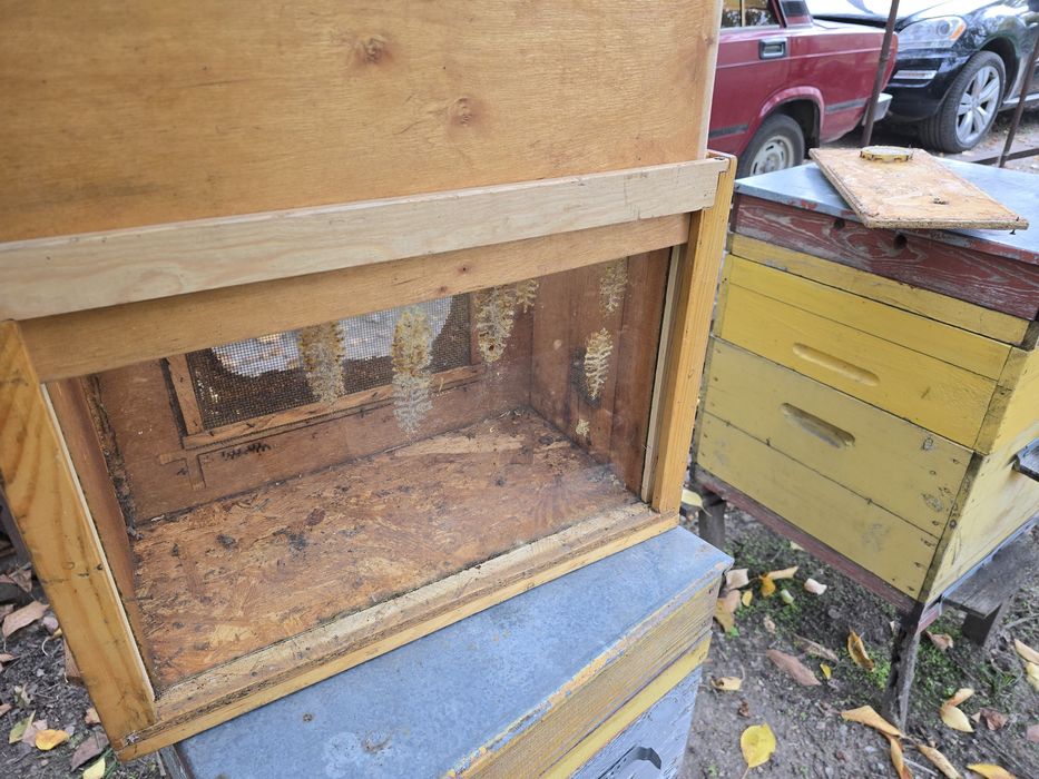 Улий наблюдательный, лечебный новый