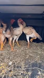Frango/a   (     (Índio gigante)