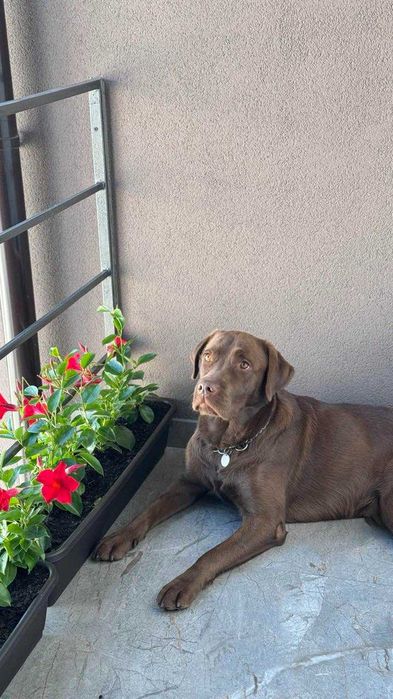 В'язка Лабрадор 2р.