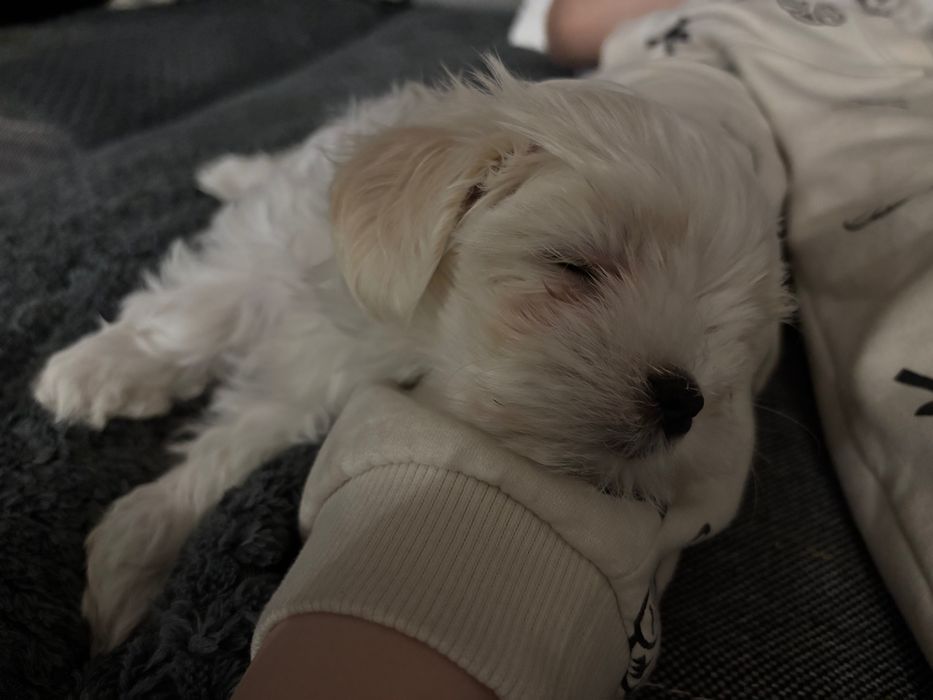 Maltańczyki Zhpr Uci