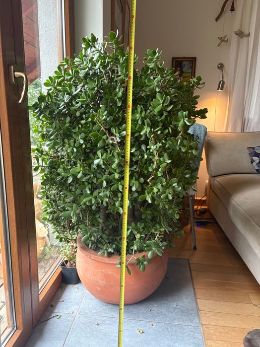 Grubosz gigant, piękny!