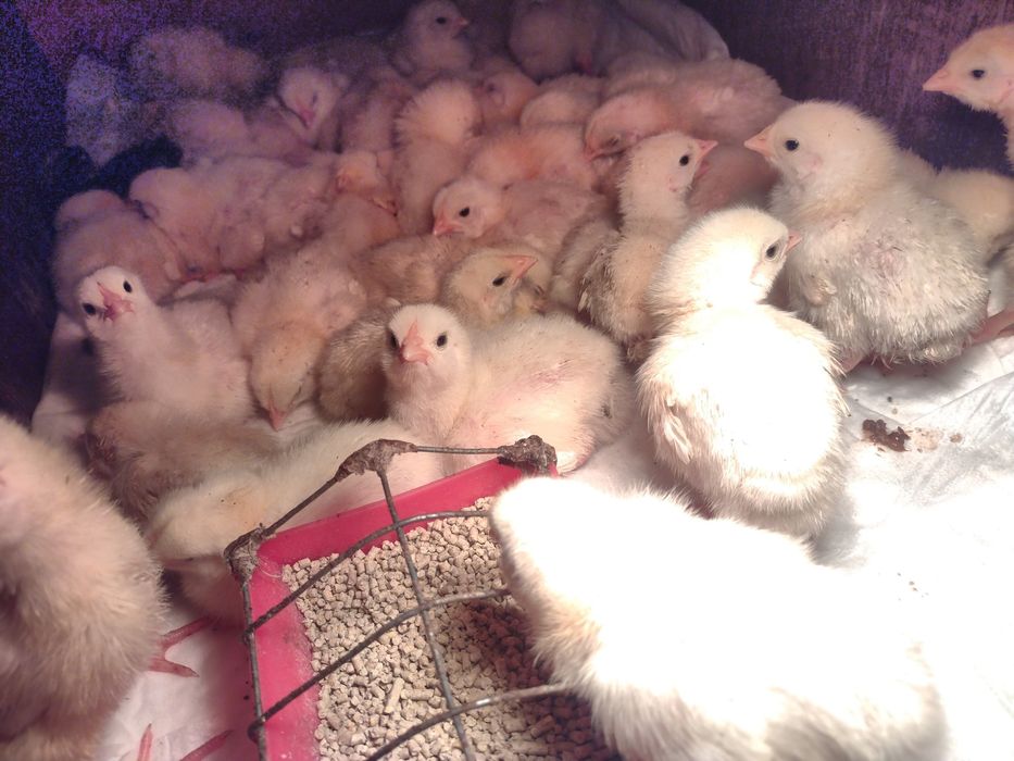 Бройлери та курчата несучки