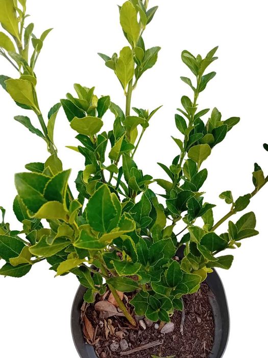 Evo'nio do Japao (Euonymus Japonicus)