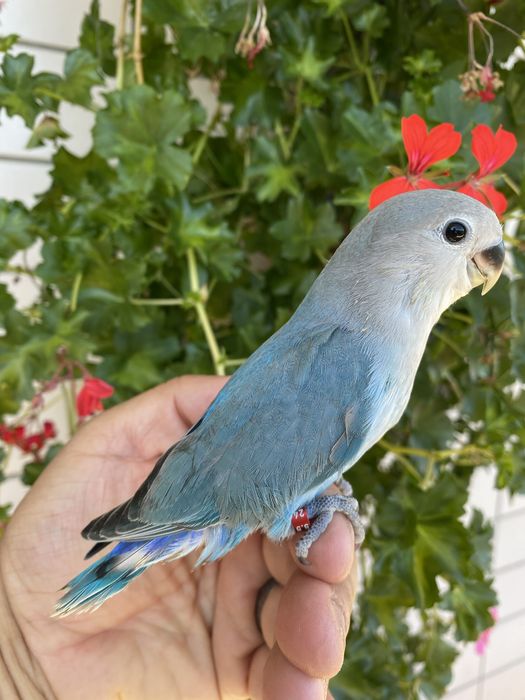 Agapornis domesticado azul