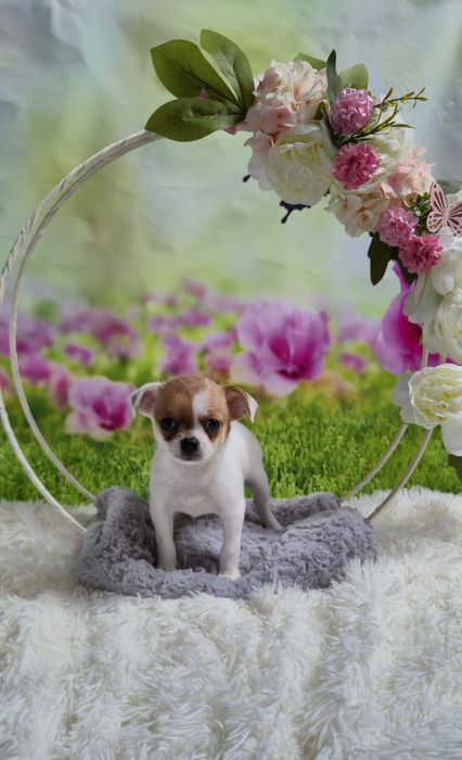 Śliczny chłopczyk chihuahua krótkowłosy