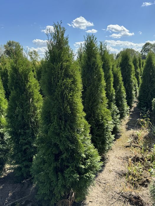Gęsta Tuja Szmaragd 160-170cm Dostawa Sadzenie Producent Tuje