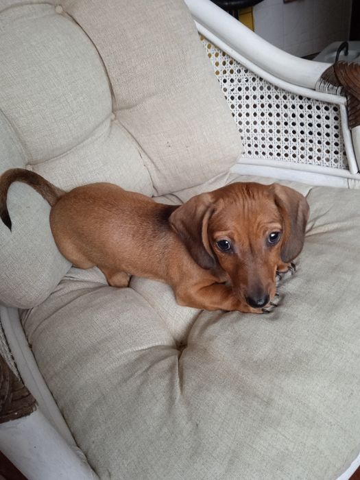 Jamnik krótkowłosy