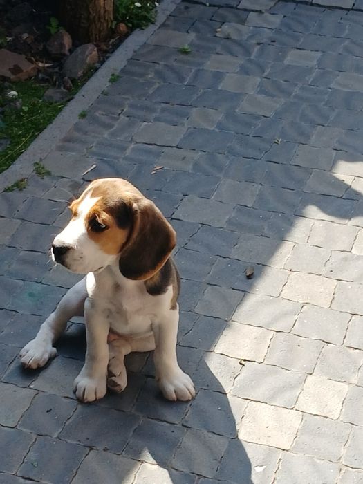 Бігль хлопчик 2,5місяця