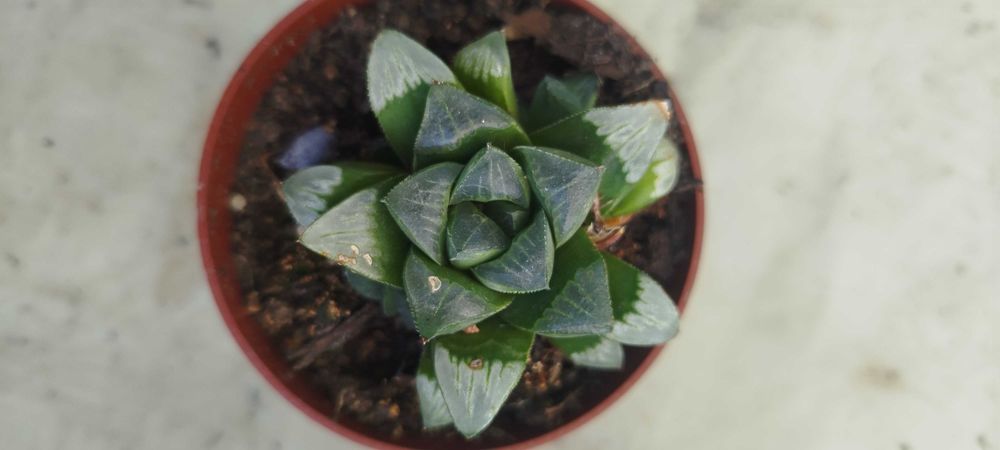 Suculentas por apenas 2€