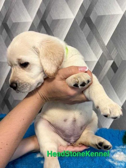 Лабрадор ретривер Щенки