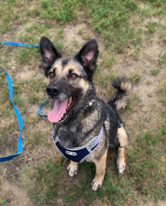 Kokon - szara piękność szuka domu