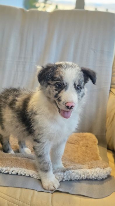 Border Collie Blue Merle Macho