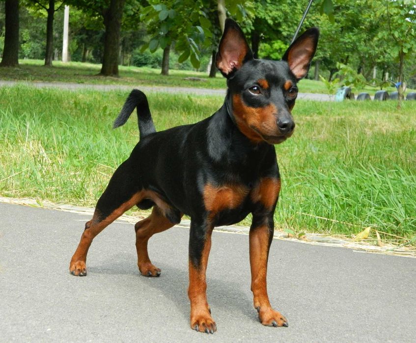 Цвергпінчер (мініатюрний пінчер), в'язка