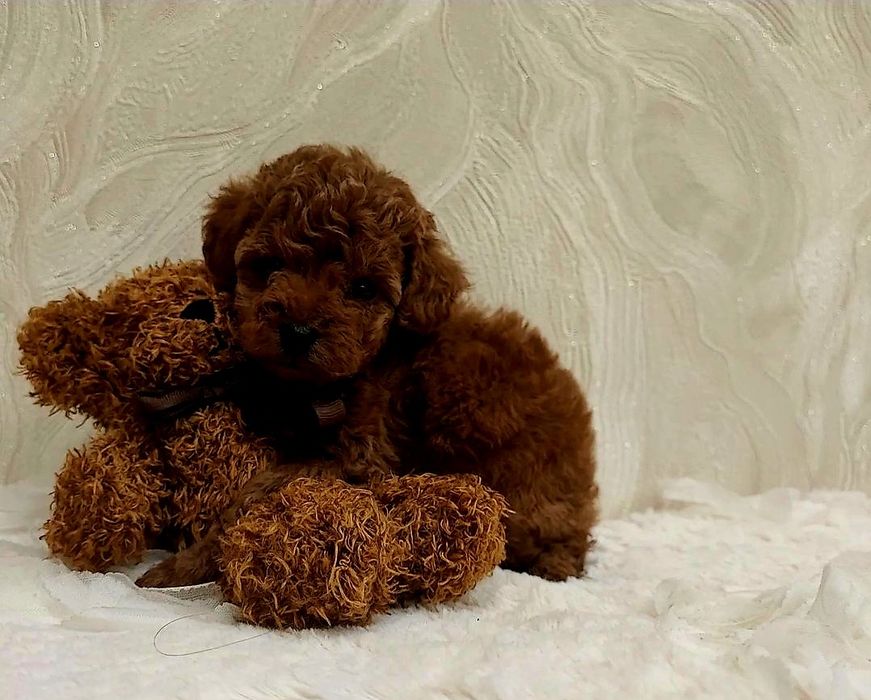 Чарівна дівчинка Шанті