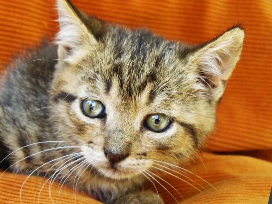 Кошенята шукають родину