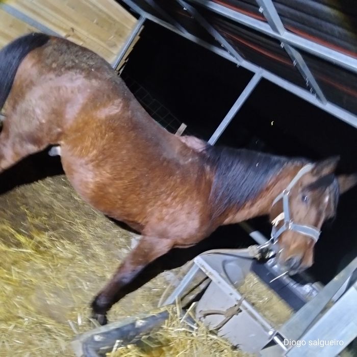 Vende-se cavalo capado